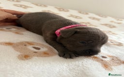 Staffordshire Bull Terrier dogs for sale: Beautiful puppies staffordshire bull terier 🥰 - Image 30