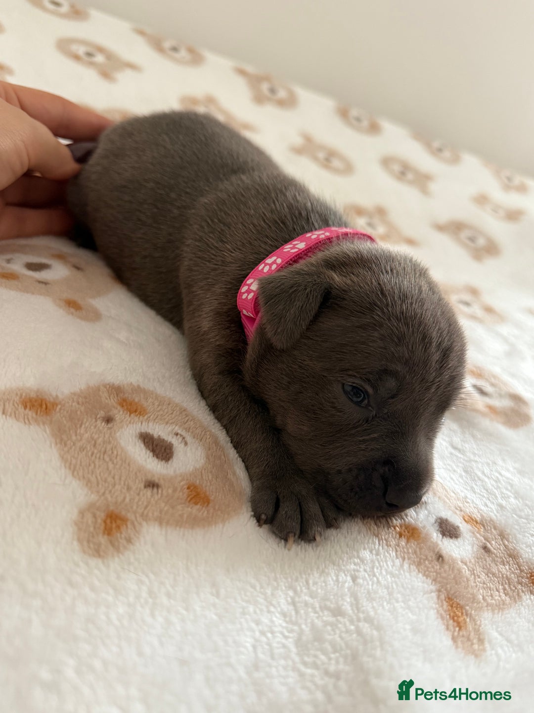 Staffordshire Bull Terrier dogs for sale: Beautiful puppies staffordshire bull terier 🥰 - Image 30