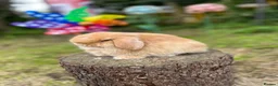Mini Lop rabbits for sale: ⭐ FRIENDLY BABY MINI LOPS ⭐  - Advert 10