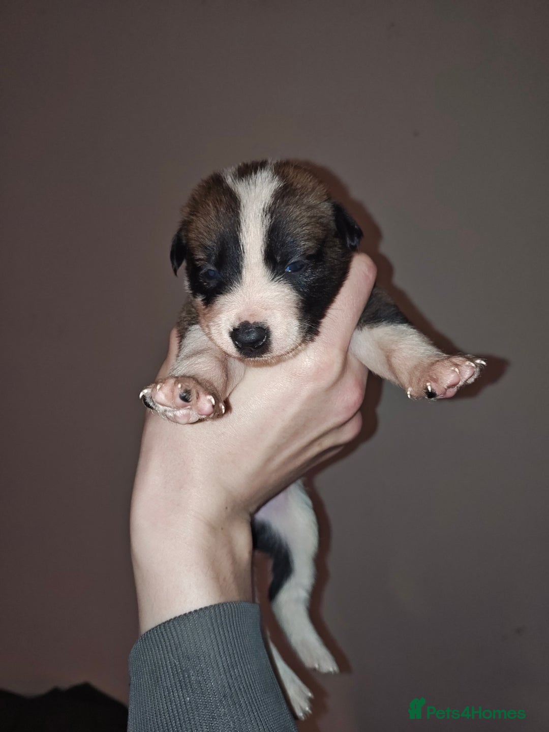 Mixed Breed dogs for sale: Border Collie X Husky/Whippet puppies for sale - Advert 7