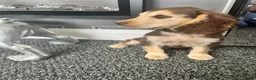 Cocker Spaniel dogs for sale: Show cocker spaniels fully vaccinated  - Advert 13