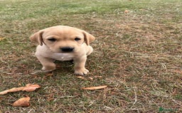 Labrador Retriever dogs for sale: Labrador retriever puppies - Image 11