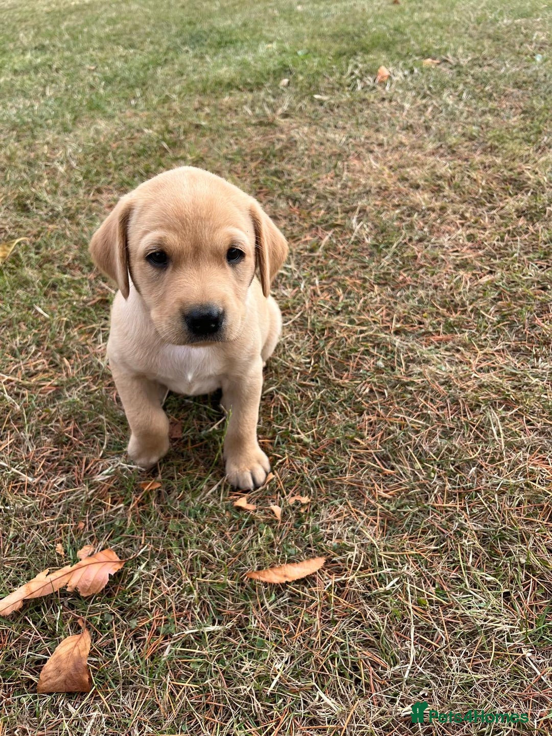 Labrador Retriever dogs for sale: Labrador retriever puppies - Image 11