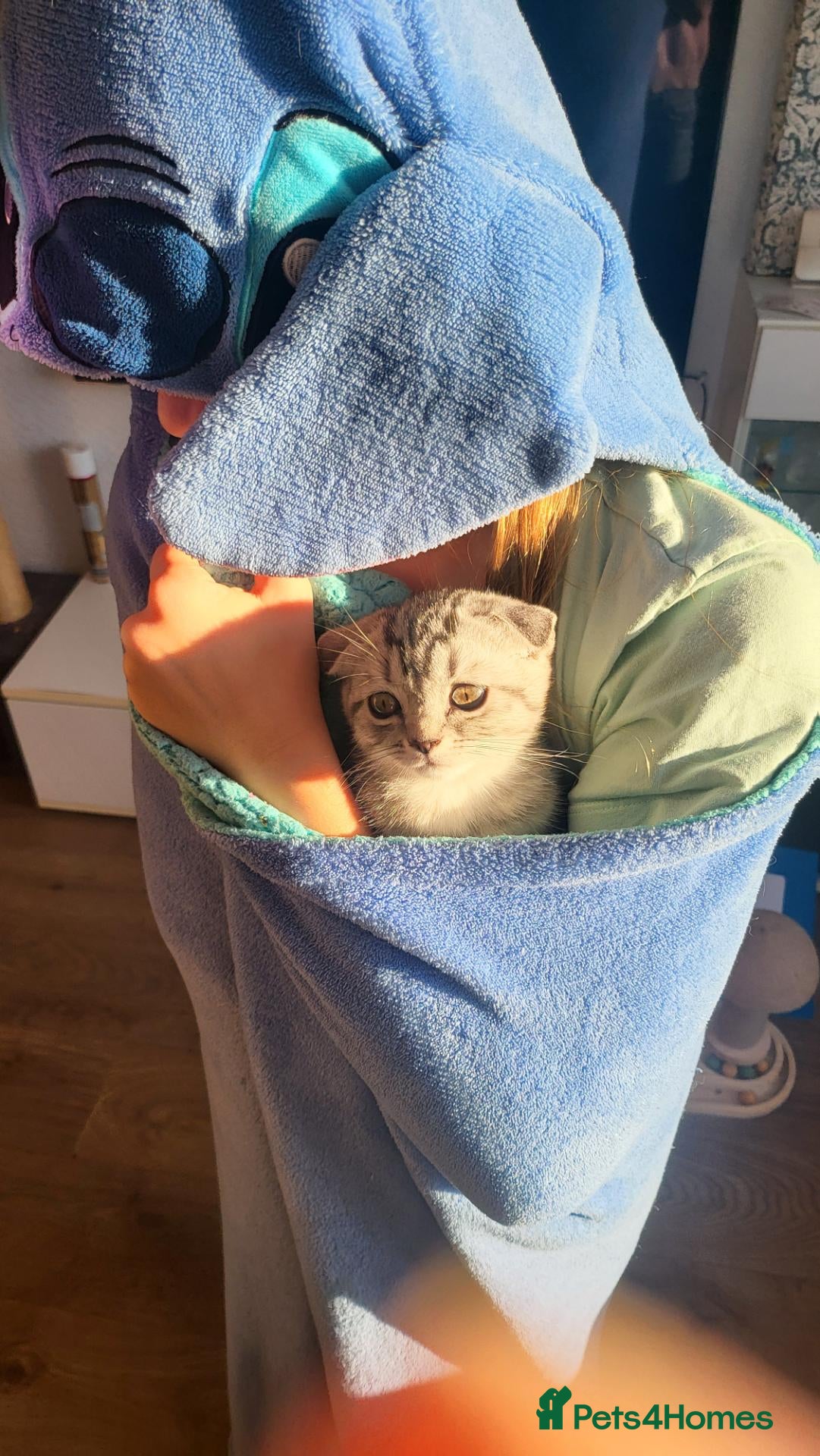 Scottish Fold cats Ready to rehome scottish fold kittens - Advert 7