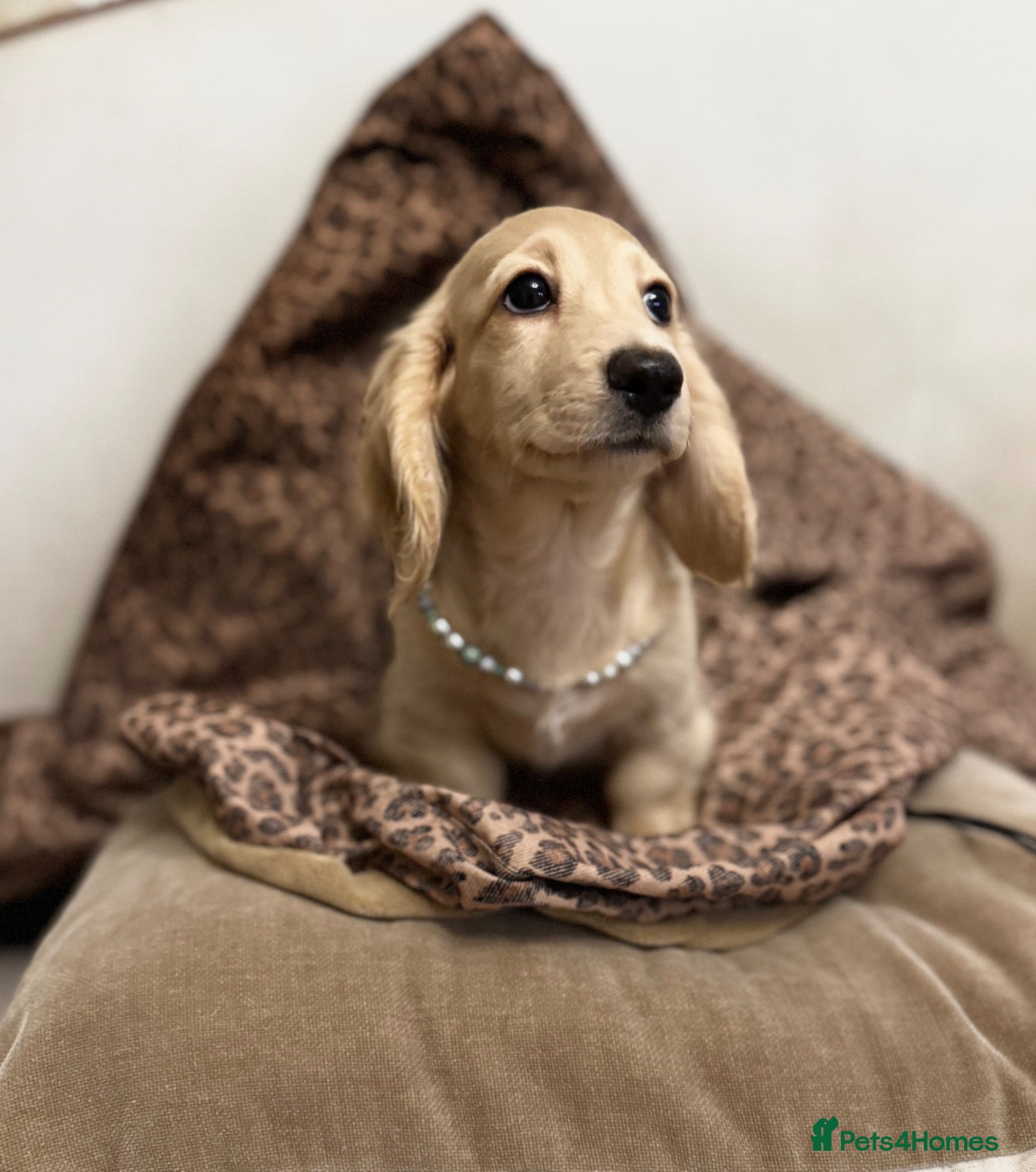Miniature Dachshund dogs Miniature longhaired Dachshunds kc reg PRA clear - Advert 1