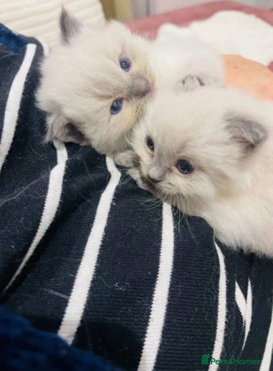 Ragdoll cats for stud: Ragdoll for stud Proven TICA&GCCF Registered💙 in Bristol - Advert 39