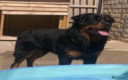 Rottweiler dogs for sale:  Long haired (fluffweilers ) last girl  - Image 22