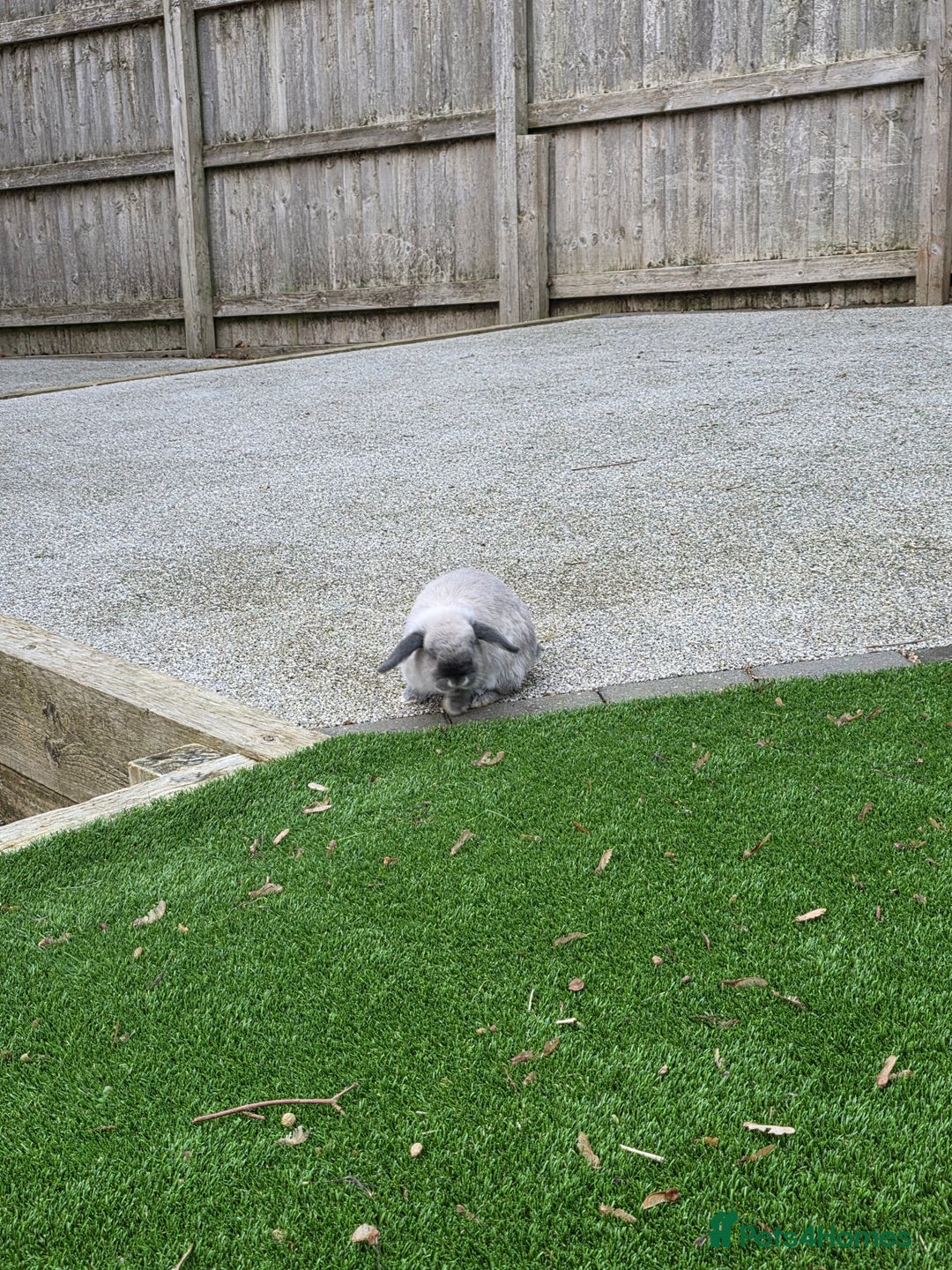 Mini Lop rabbits for sale: Two mini lops looking fir loving homes  - Advert 12