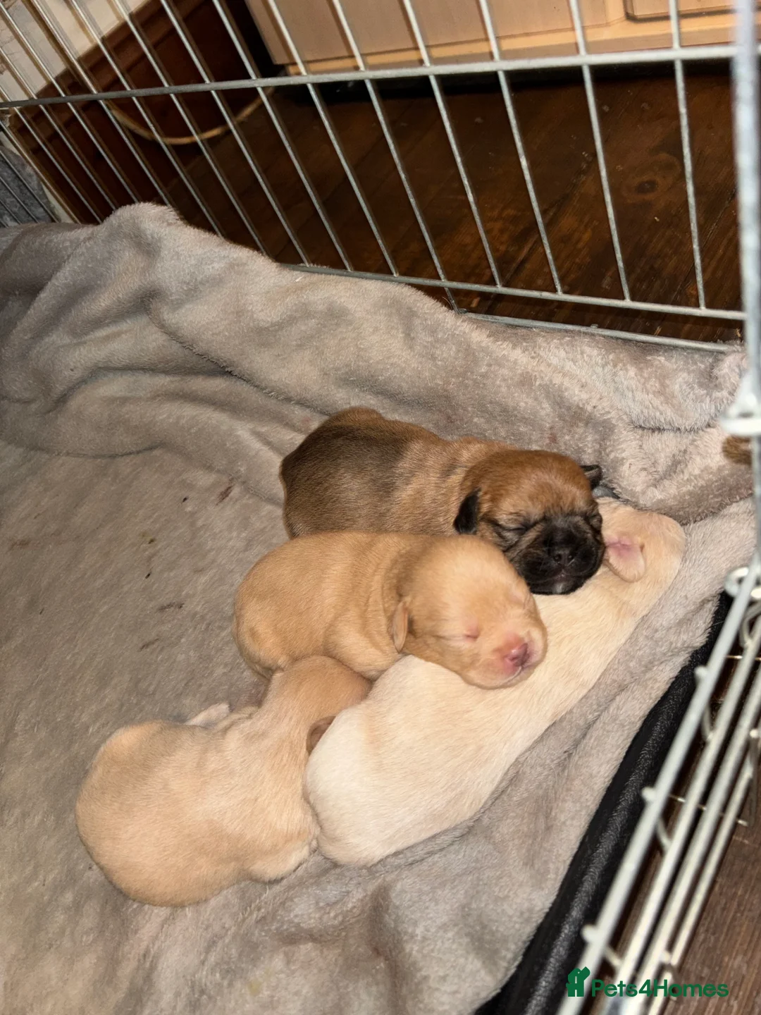 Mixed Breed dogs for sale: Floodles - Advert 8