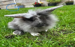 Lionhead rabbits for sale: Lionhead Rabbits For Sale  - Advert 13