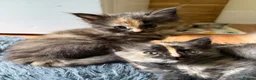 Mixed Breed cats for sale: Beautiful Part Main Coon Kittens  - Advert 6