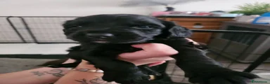 Cocker Spaniel 1