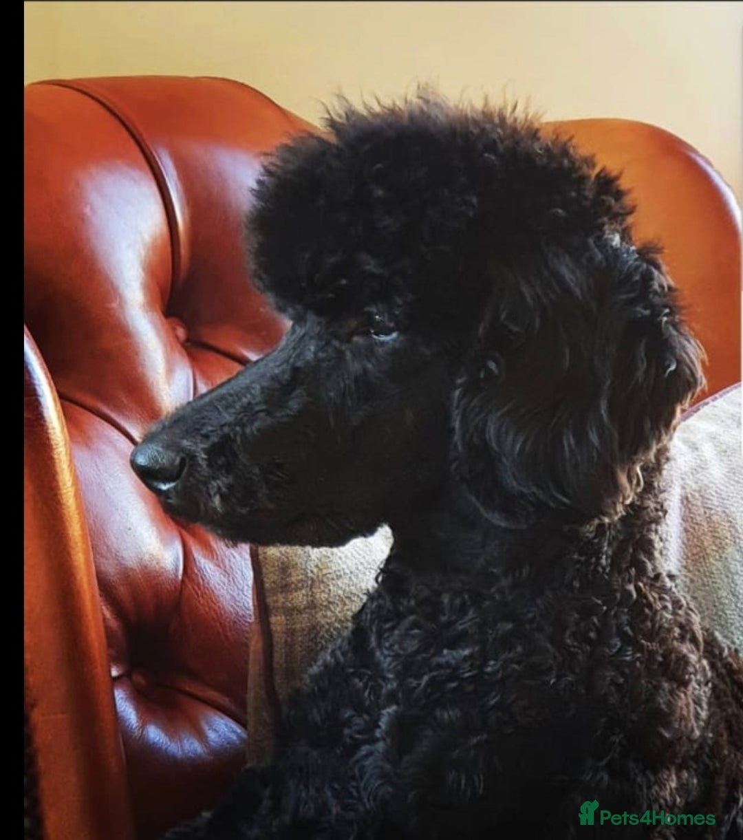 Standard Poodle dogs for stud: Stunning Black Standard Poodle for stud  in Girvan - Advert 2