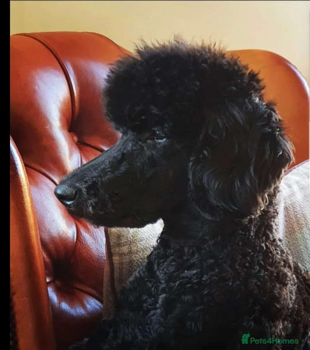 Standard Poodle dogs for stud: Stunning Black Standard Poodle for stud  in Girvan - Advert 2