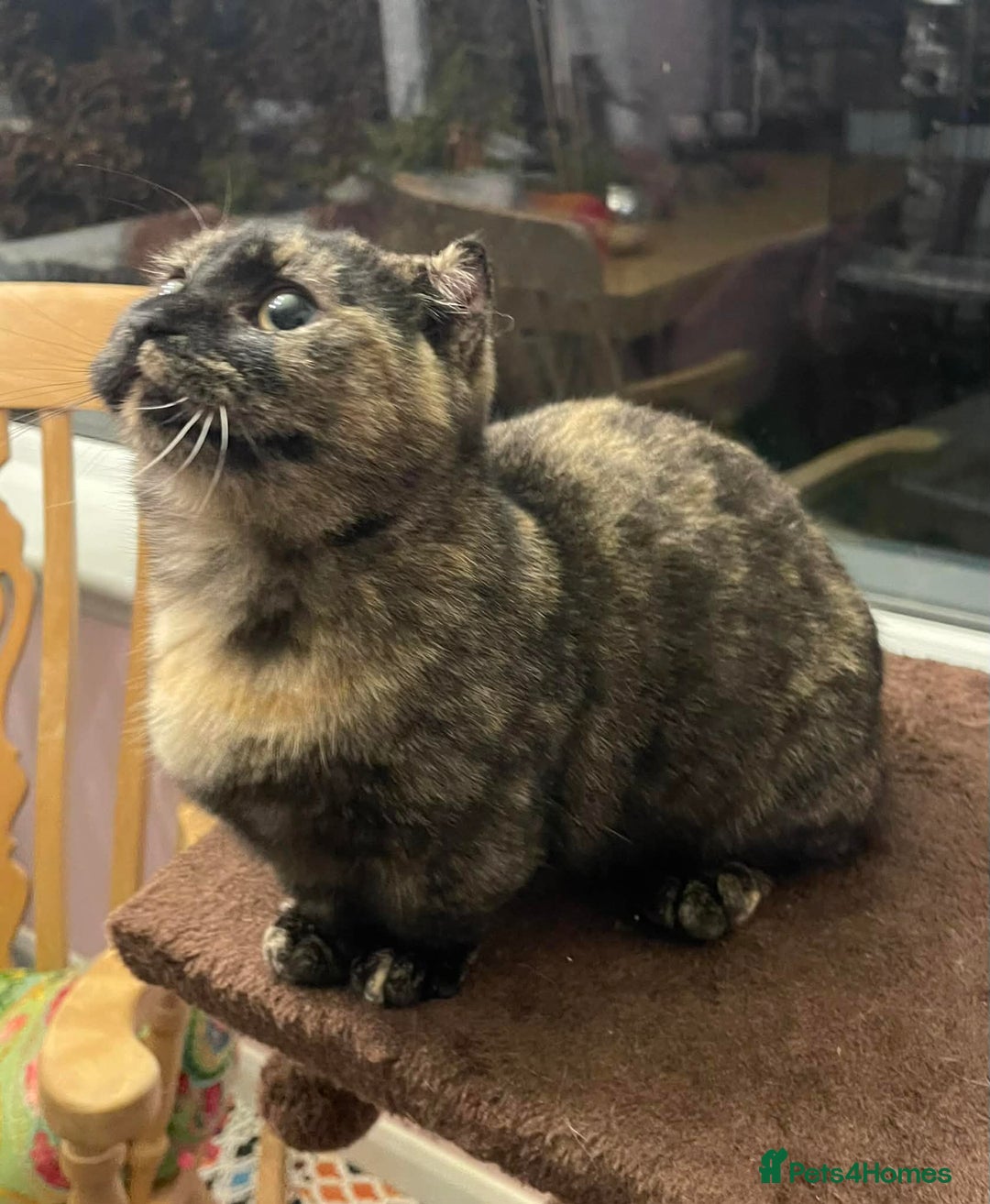 Munchkin cats for sale: Munchkin x Scottish Fold - Advert 18