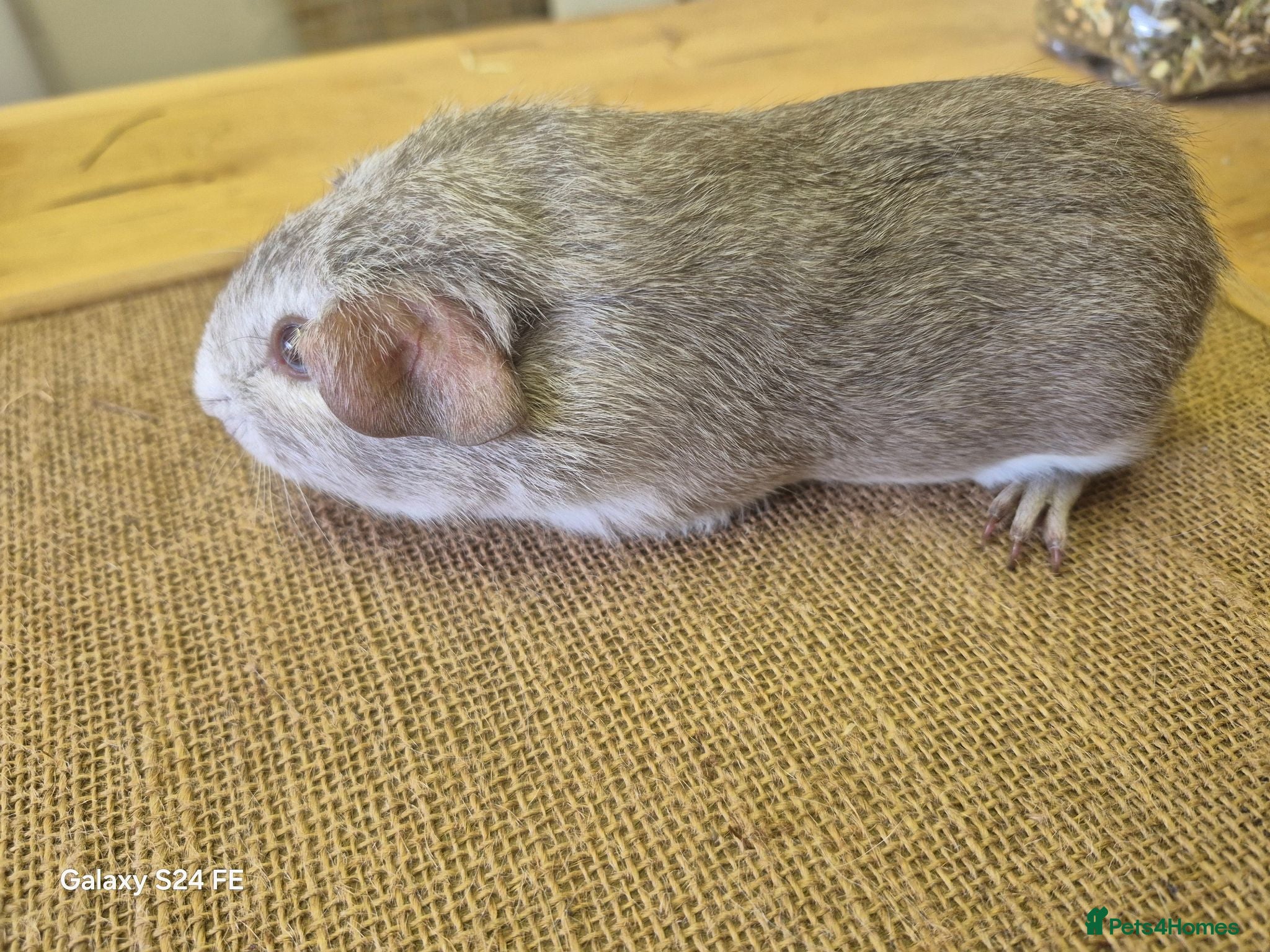 Guinea Pig rodents Boars available  - Advert 2