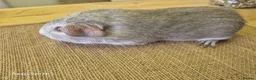 Guinea Pig rodents for sale: Boars available  - Advert 2