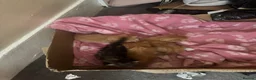 British Longhair cats for sale: Beautiful kittens  in Deeside - Advert 10