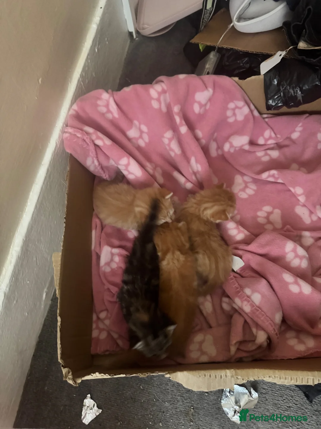 British Longhair cats for sale: Beautiful kittens  in Deeside - Advert 10