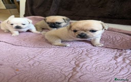 Mixed Breed dogs for sale: Adorable Pug x Pomeranian Puppies  - Image 17