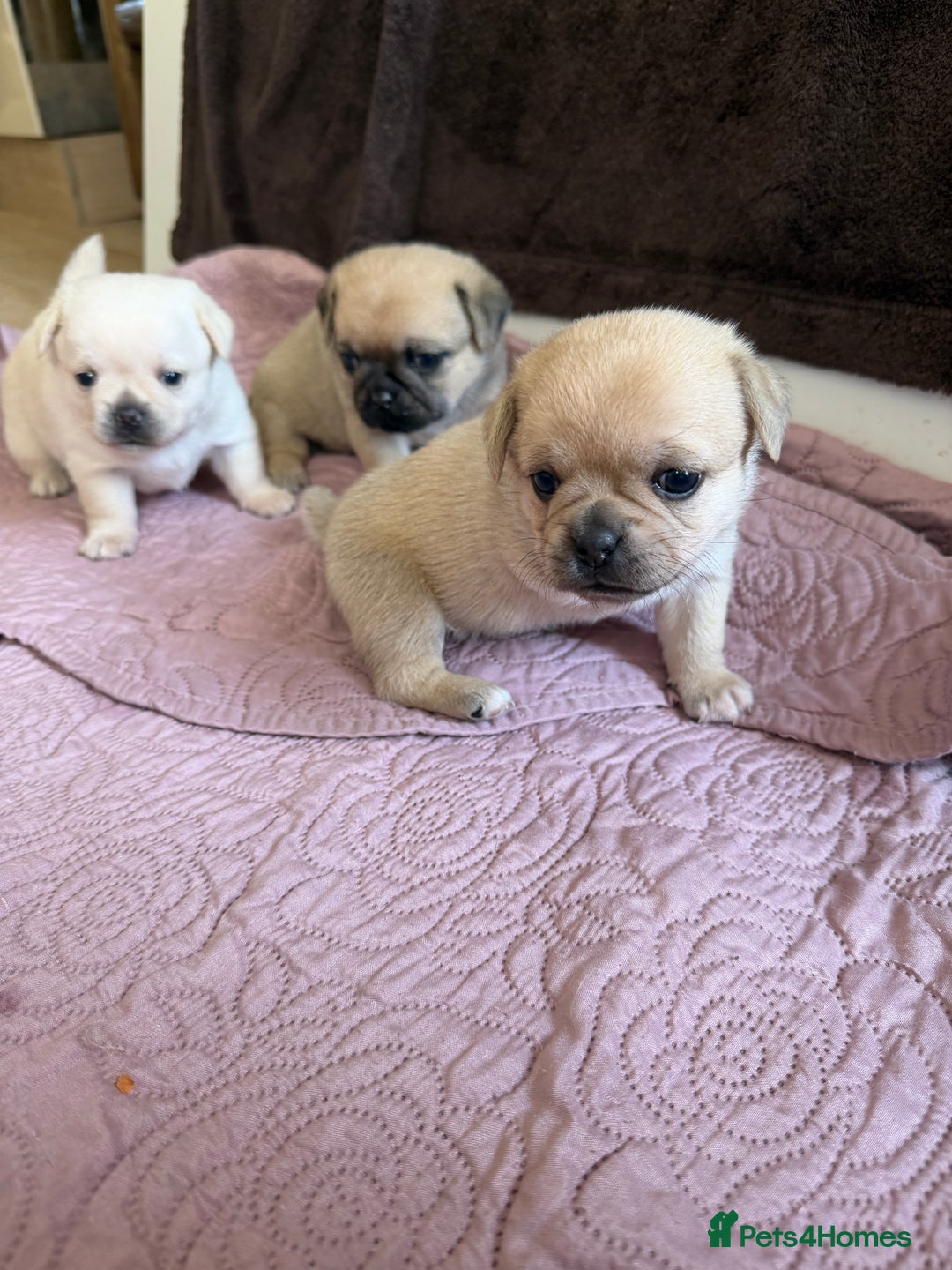Mixed Breed dogs for sale: Adorable Pug x Pomeranian Puppies  - Image 17