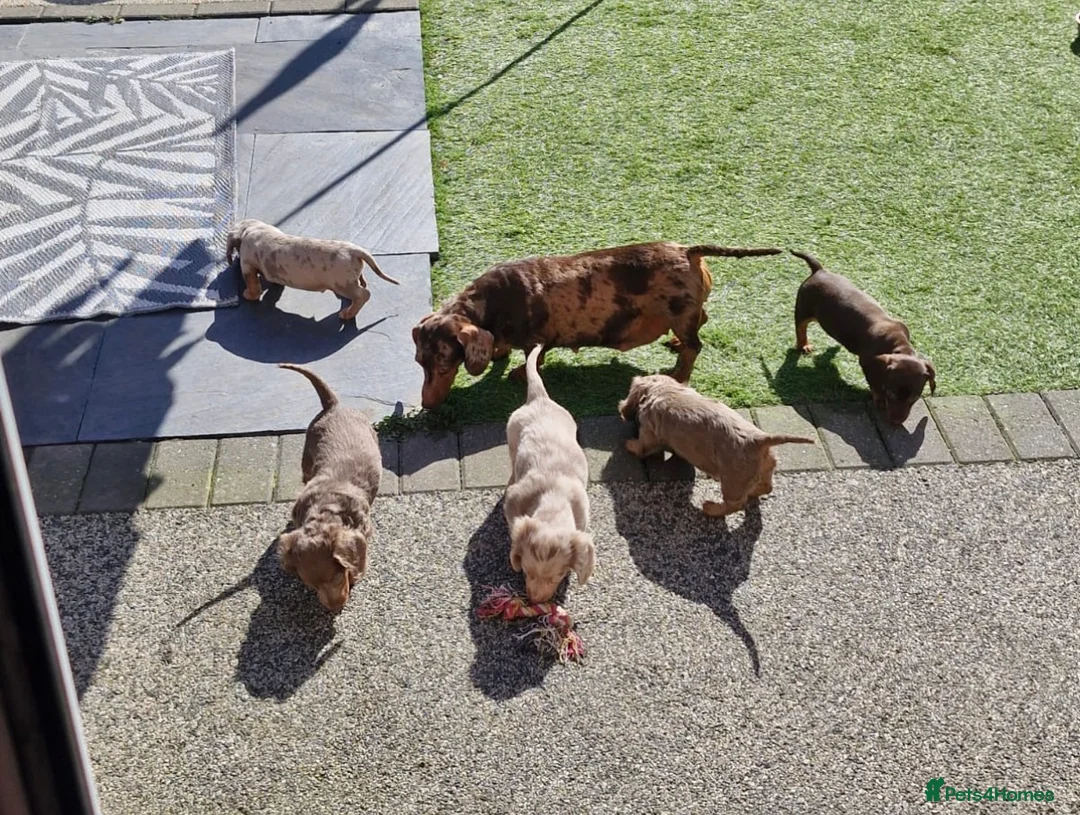 Miniature Dachshund dogs for sale: READY NOW KC Miniature Dachshunds 1 BOY LEFT    - Advert 6