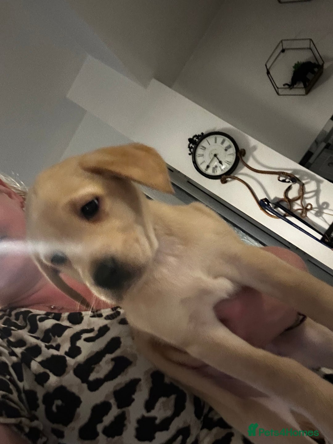 Labrador Retriever dogs for sale: BEAUTIFUL Female Labrador Puppy - Advert 3