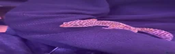 Leopard Gecko reptiles for sale: Leopard gecko - Advert 3