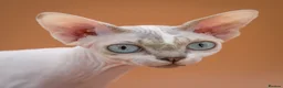 Sphynx cats for sale: TICA Sphynx kittens - health tested - Champion - Advert 2