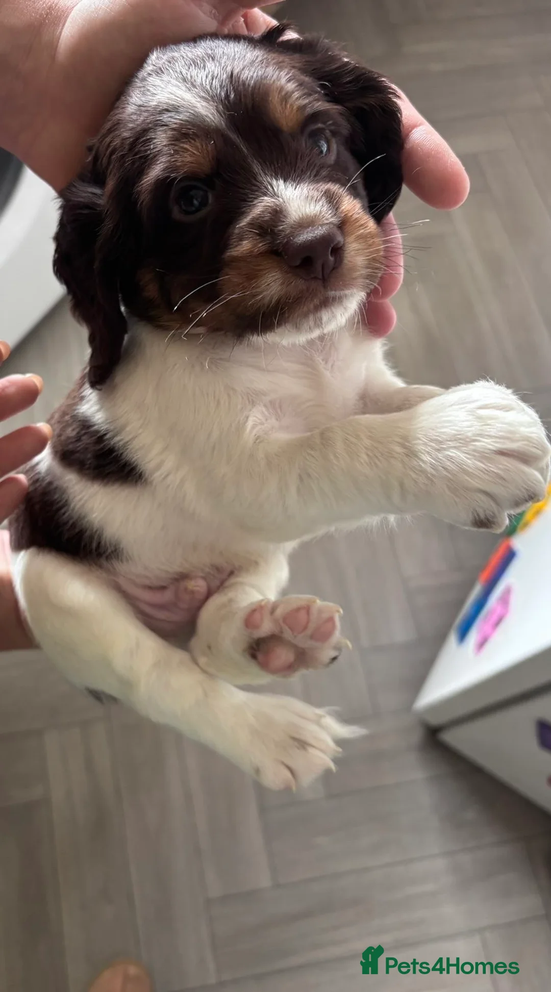 Sprocker dogs for sale: 1 male sprocker pup  - Advert 2