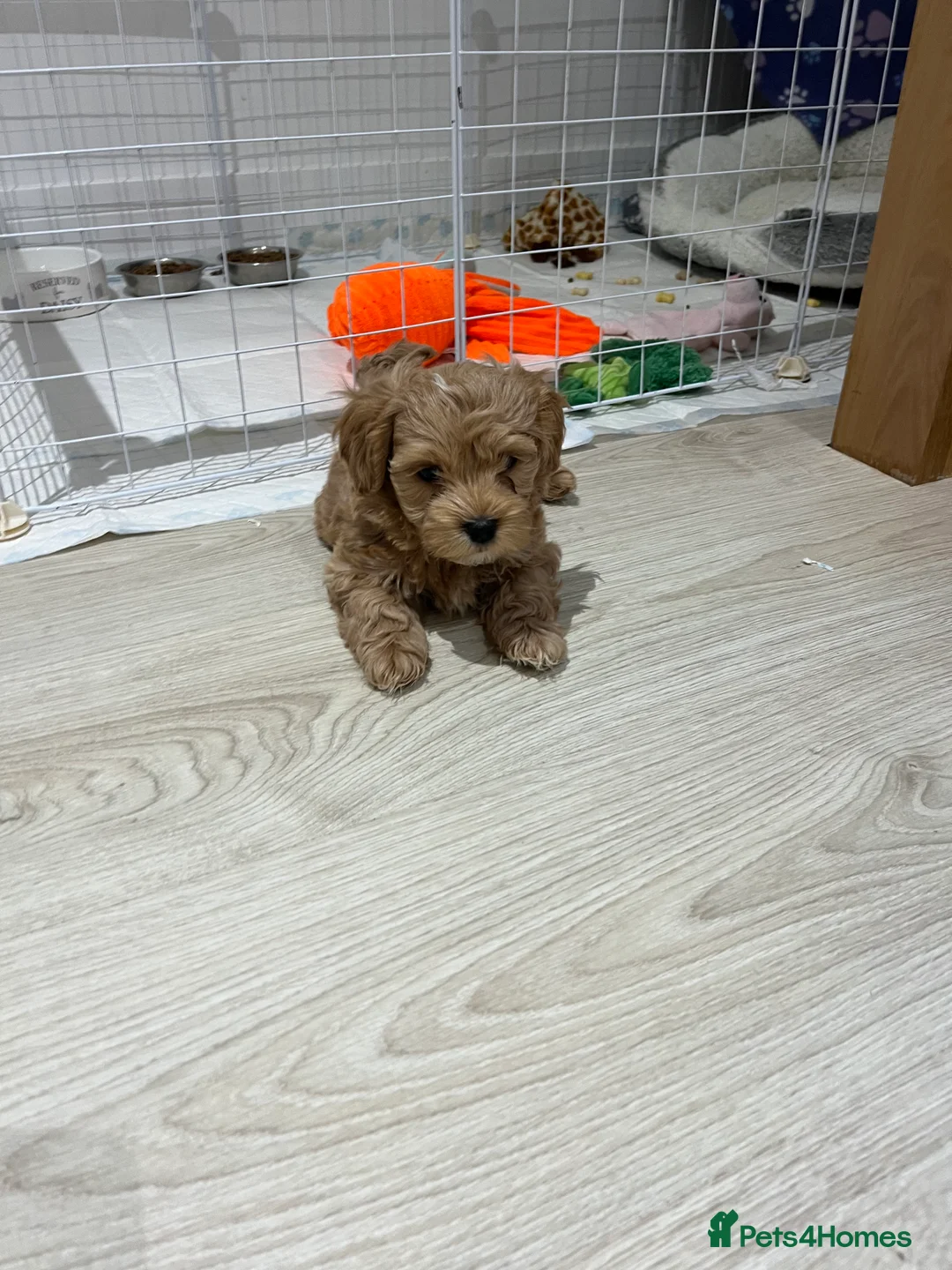 Maltipoo dogs for sale: Gorgeous Maltipoo Pups looking for their new home  - Advert 28