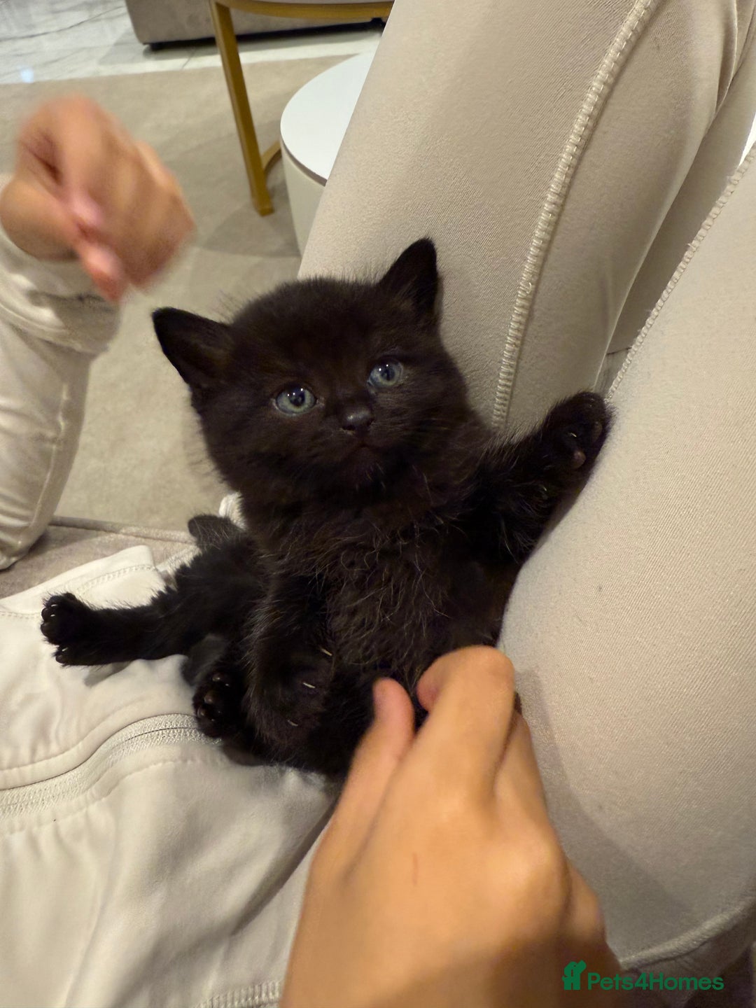 British Shorthair cats for sale: Dark BSH available 1 left - Image 2