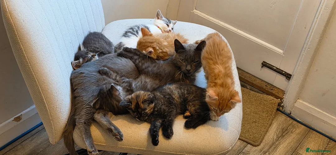 Mixed Breed cats for sale: Maine coon kittens available in Peterborough - Advert 1