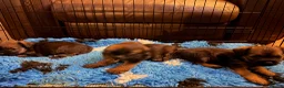 Border Terrier dogs for sale: Stunning slem free KC reg border terrier girls  - Advert 6