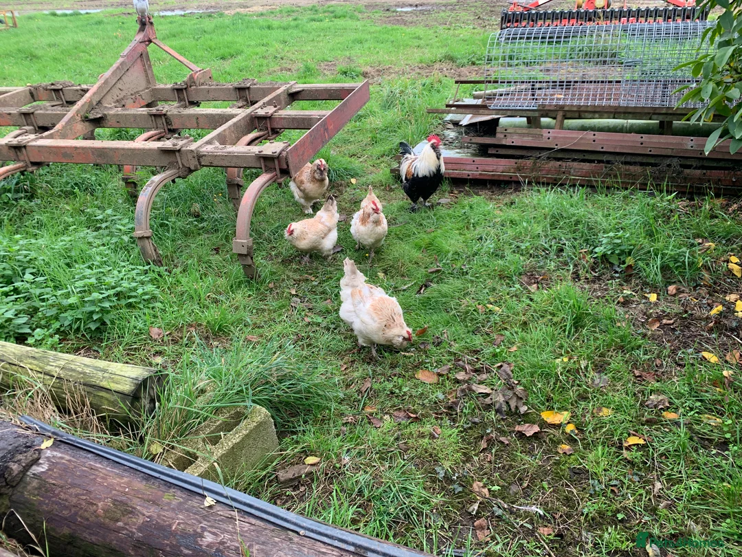 Chickens poultry for sale: Salmon Favarolles - Pure Breed - Hens & Roosters - Advert 9