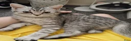 Mixed Breed cats for sale: Kitten For Sale - Advert 2