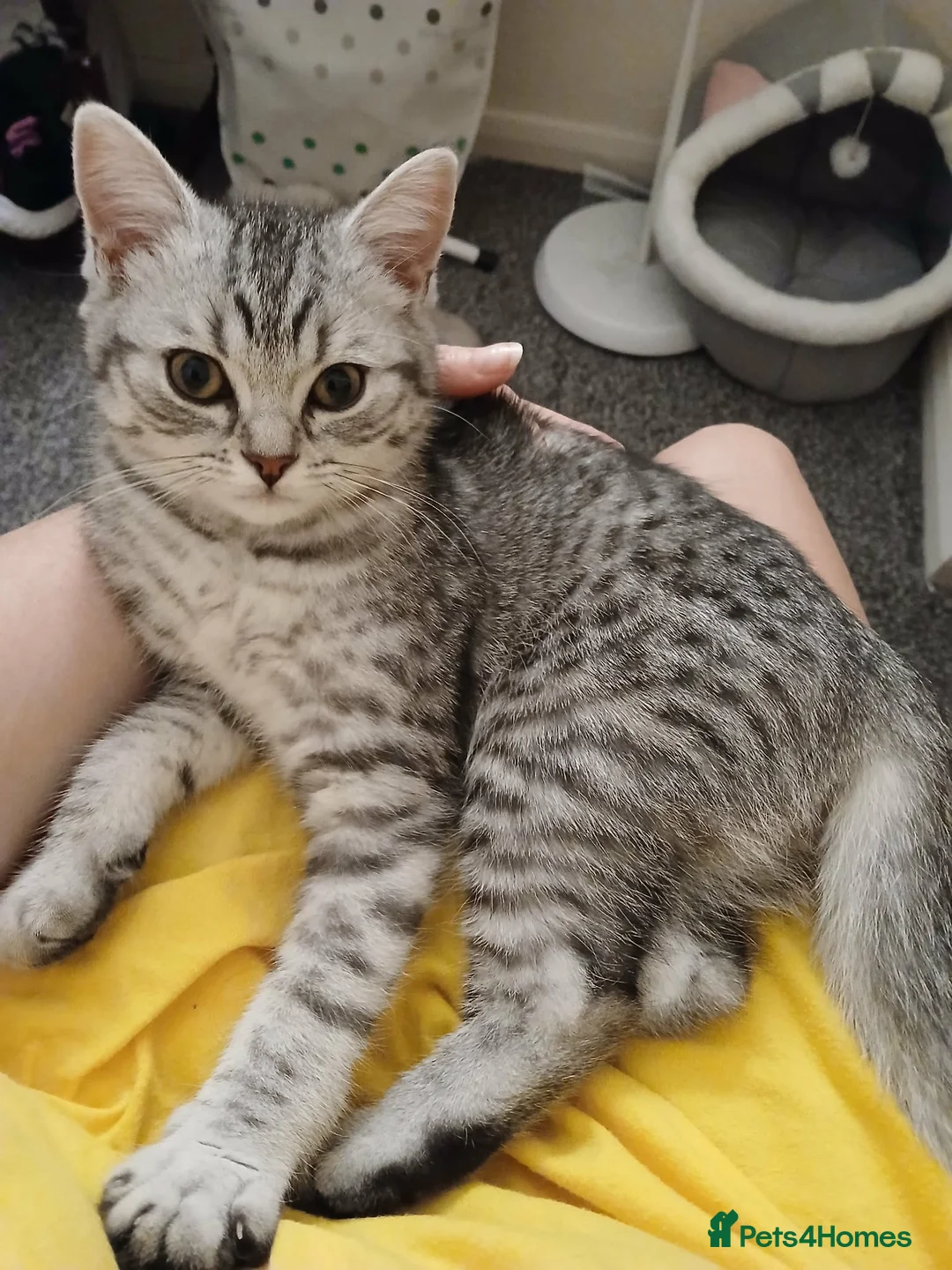 Mixed Breed cats for sale: Kitten For Sale - Advert 2