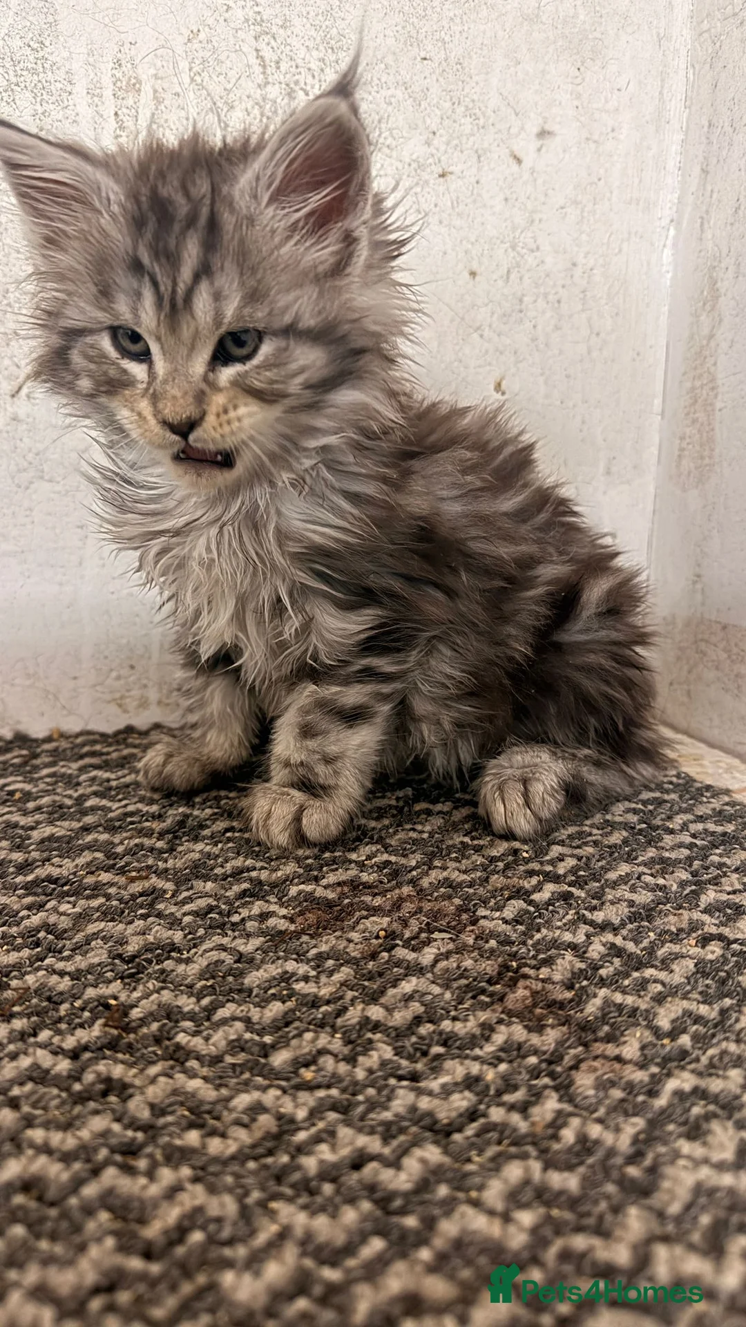 Maine Coon cats for sale: Beautiful tica registered kittens for sale - Advert 2