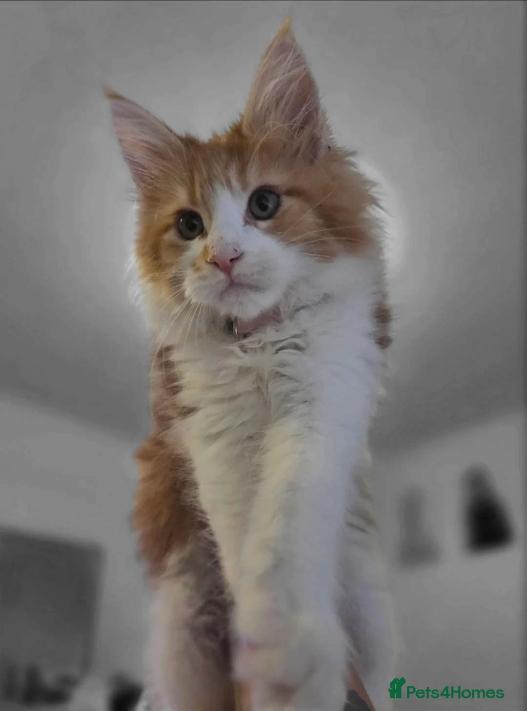 Maine Coon cats for sale: Flossy  - Advert 2
