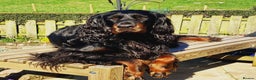Gordon Setter dogs for sale: 2 Gordon setters for new loving home - Advert 2