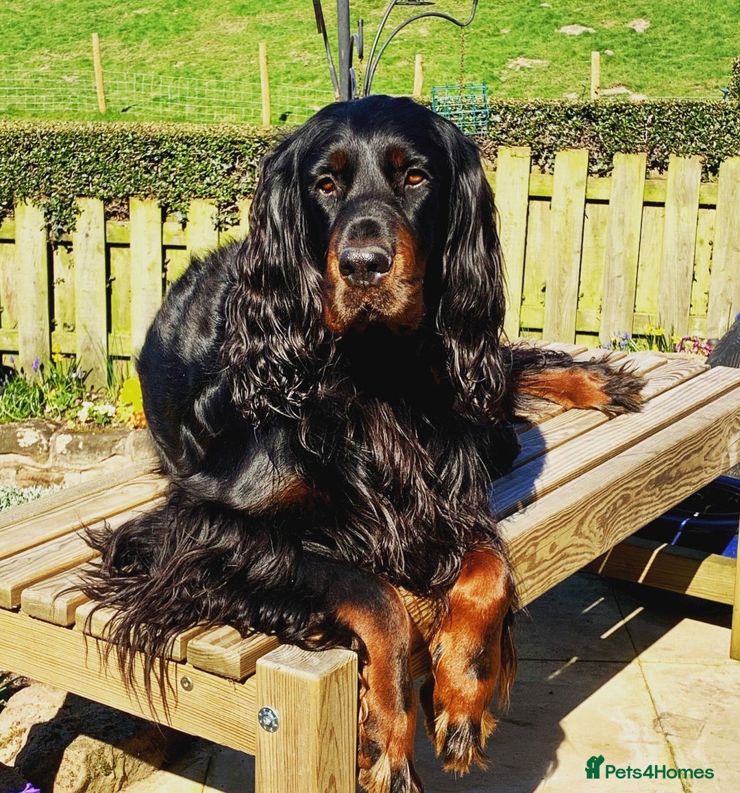 Gordon Setter dogs for sale: 2 Gordon setters for new loving home - Advert 2