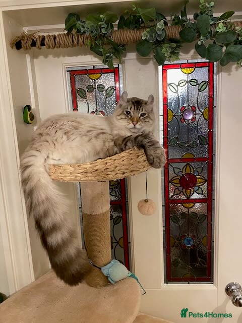 Keetso cats Stunning Blue-Eyed Keetso Cat for Sale - Advert 1