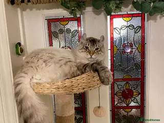 Keetso cats Stunning Blue-Eyed Keetso Cat for Sale - Advert 3