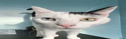 Domestic Shorthair cats for sale: 2 Bonded Brothers looking for a new home - Advert 2