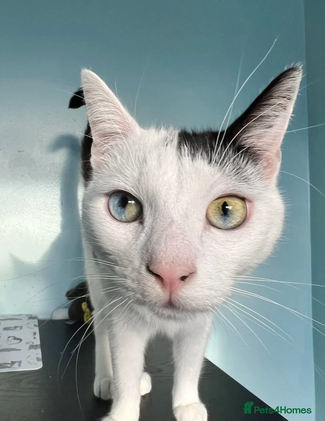 Domestic Shorthair cats for sale: 2 Bonded Brothers looking for a new home - Advert 2