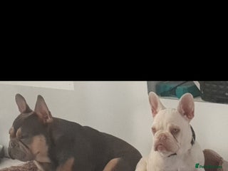 French Bulldog dogs FRENCH BULLDOG PUPPIES - Advert 12