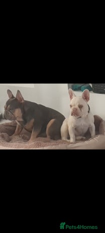 French Bulldog dogs - Advert 3