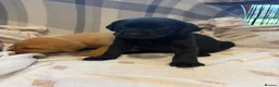 Labrador Retriever dogs for sale: Labrador Puppies  - Advert 8