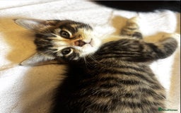 Norwegian Forest Cat cats for sale: Beautiful fluffy kittens - Image 21