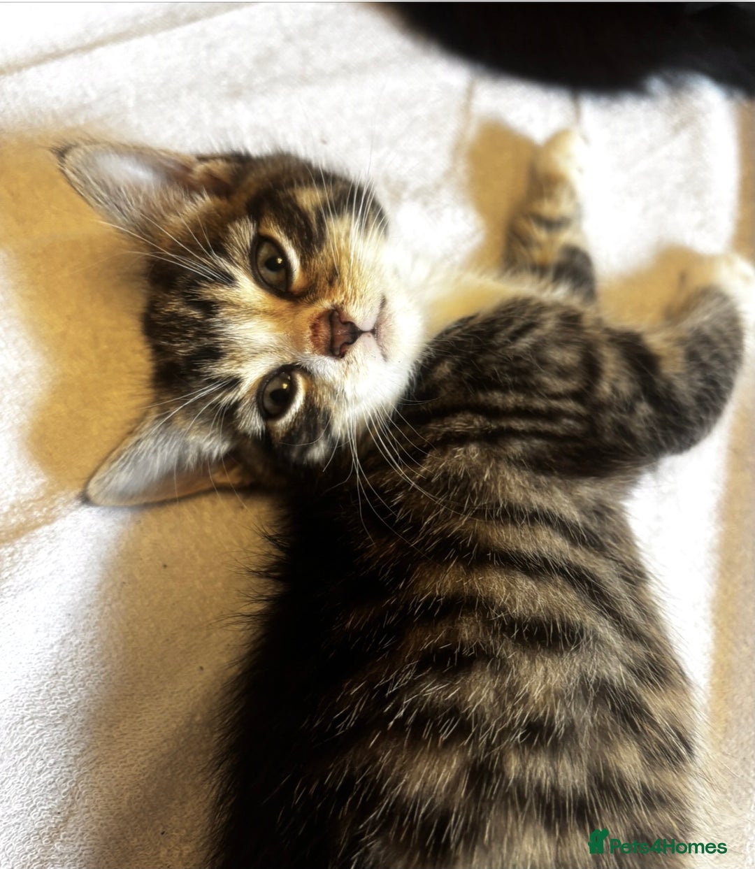 Norwegian Forest Cat cats for sale: Beautiful fluffy kittens - Image 21